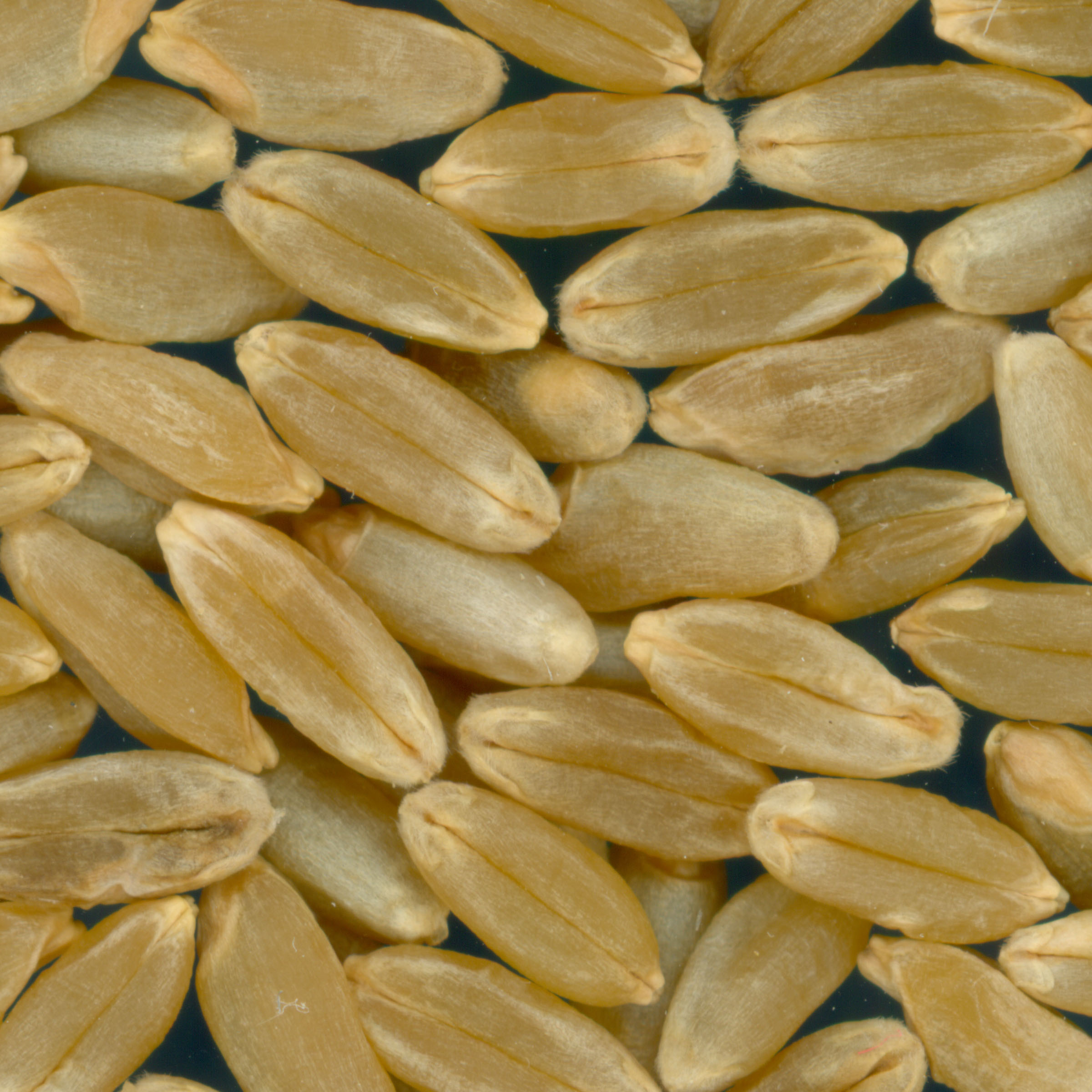 Click for 3 image(s) for this accession. KERNELS